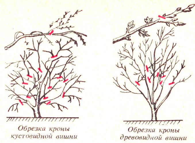 Основным различием между древовидной и кустовидной формами вишни является тип их плодоношения